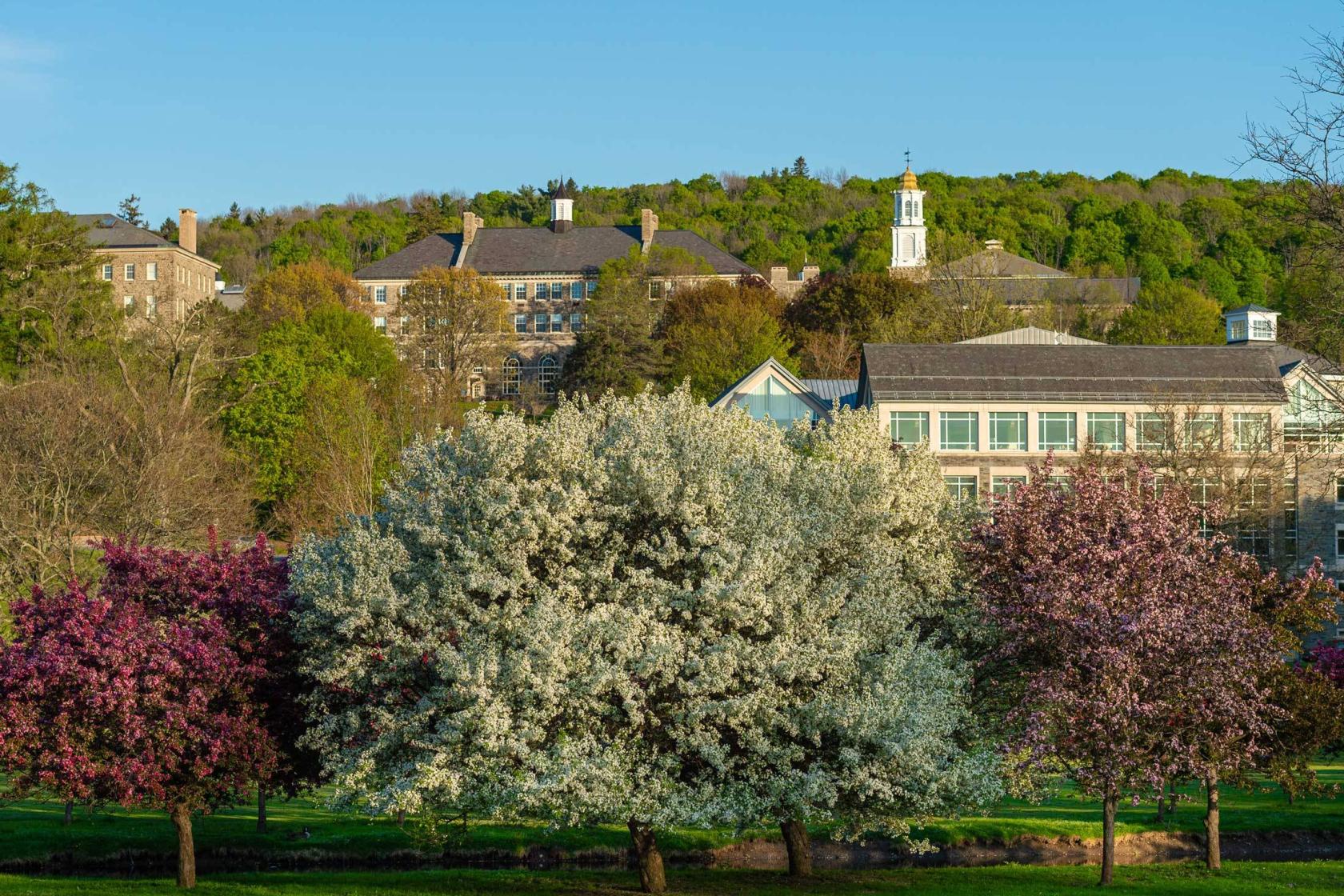 Scenic photo of campus in the summer.